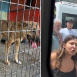 avcilarda iki sokak kopeginin kovaladigi cocuk arabanin altinda kalmaktan son anda kurtuldu ekipler barinapa gotururken mahalleli olay cikardi WAMRyDwg