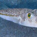 balon baligi avlayanlara verilen destek artirildi adet basina 35 lira odenecek 7L9JfVxq