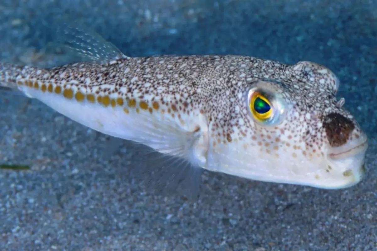 balon baligi avlayanlara verilen destek artirildi adet basina 35 lira odenecek 7L9JfVxq