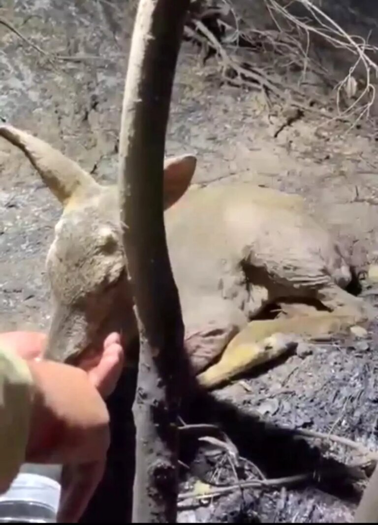 canakkalede yangin kontrol altina alindi EmMUVaKh