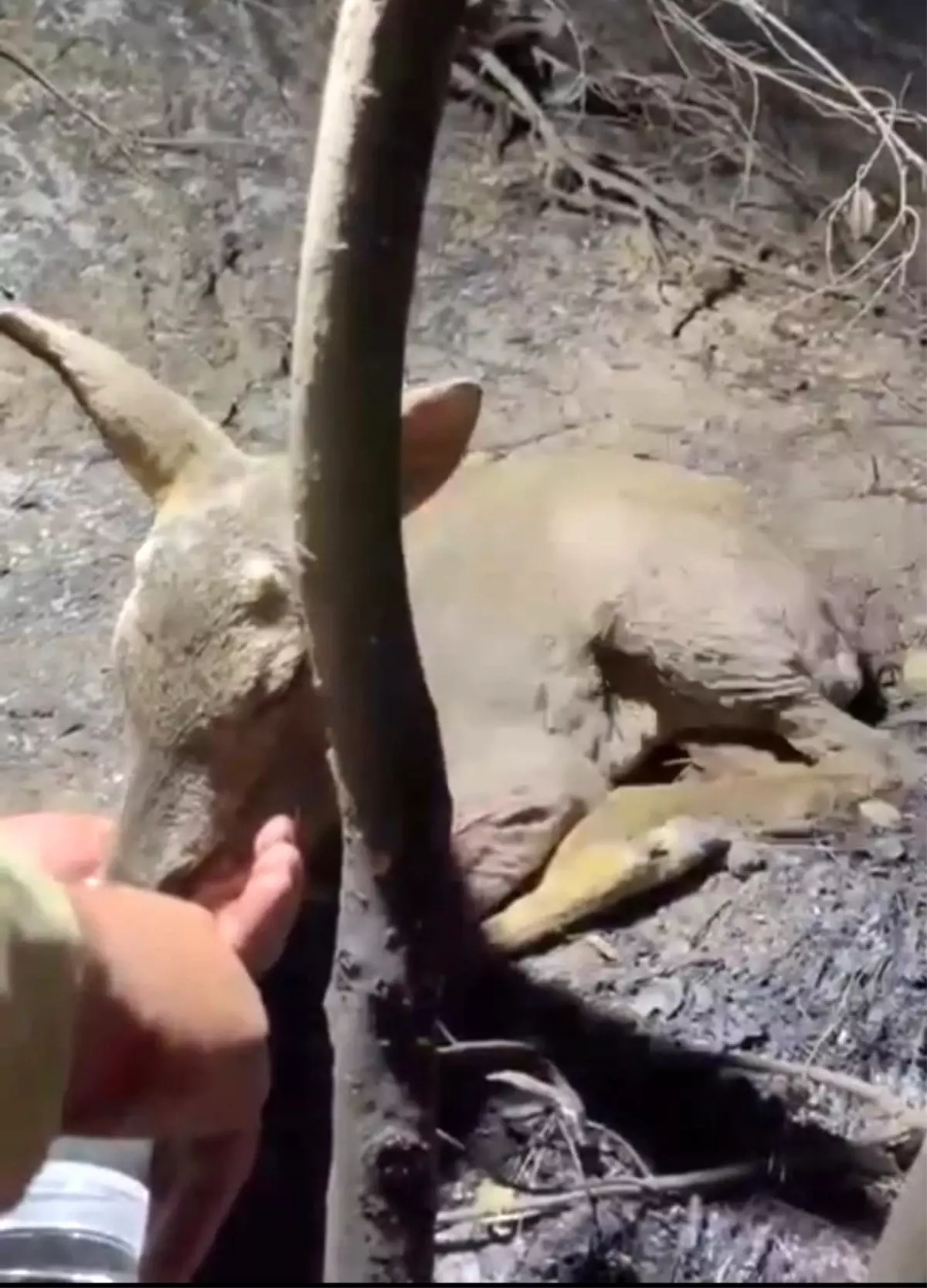 canakkalede yangin kontrol altina alindi EmMUVaKh