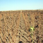 edirnede aycicegi verimleri dusuyor K5GRA9LW