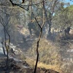 edremitte ortu yangini kontrol altina alindi kT49CMQy