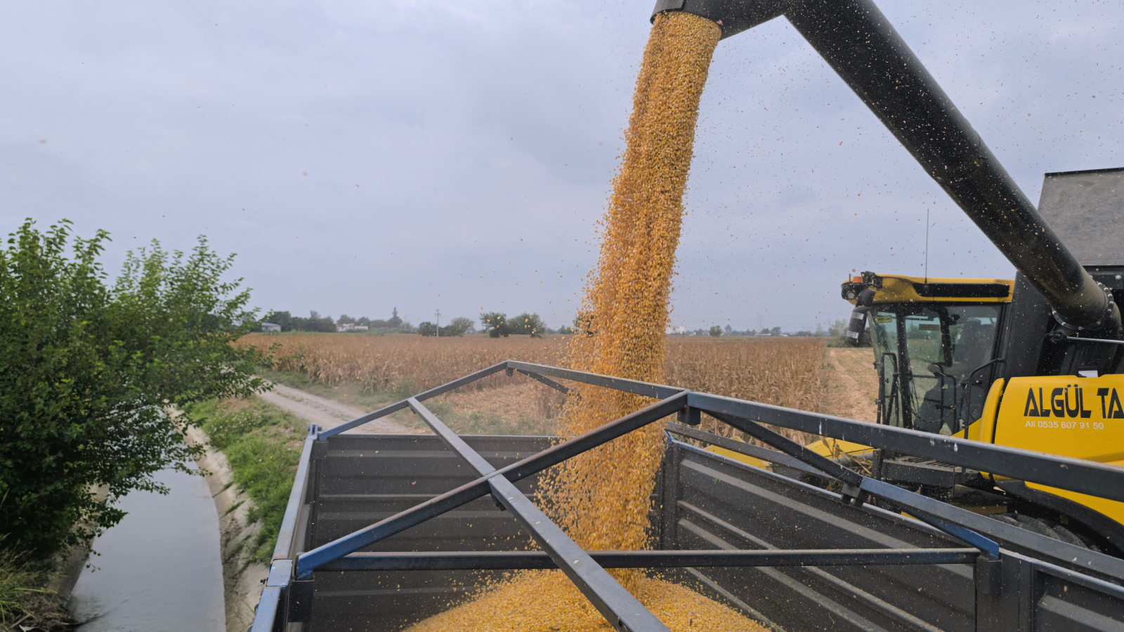 misir hasadi yapan osmaniyeli ciftci misirin taban fiyat ton basina 13 14 bin lira olmali wL29H9rL