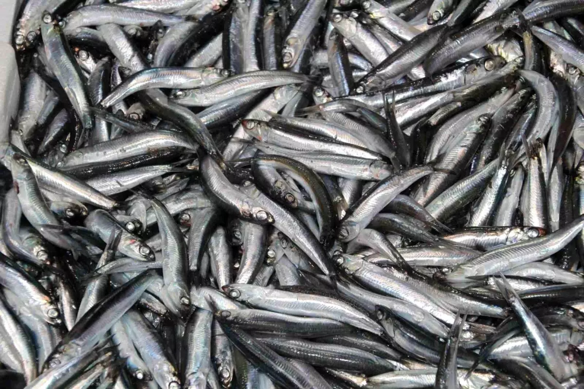 karadenizde hamsi zamani 51IgHZ2Y