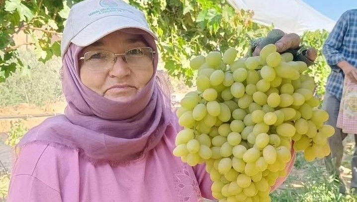 sarigolde yas uzum piyasasi hareketlendi AVgi4tMO