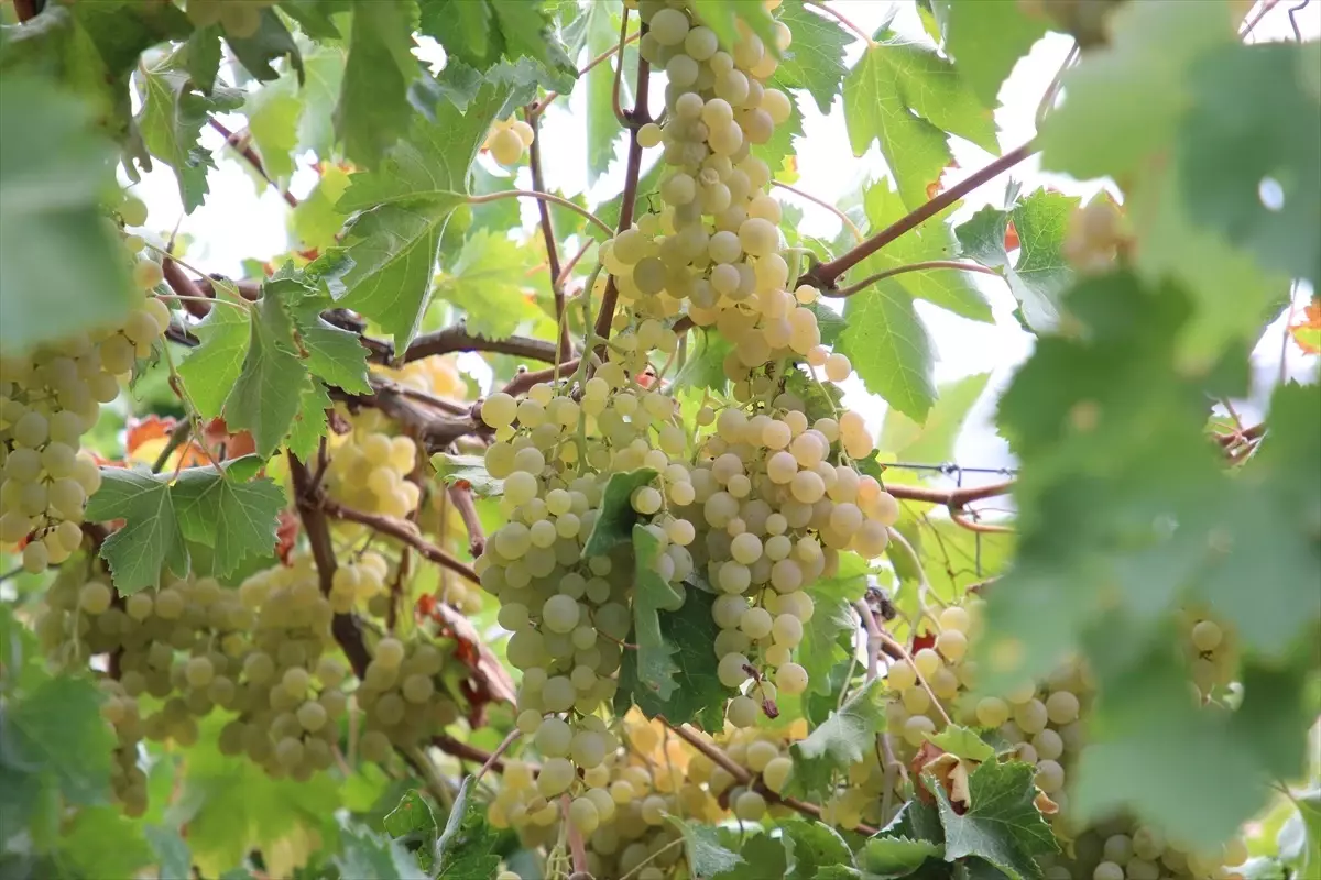 antalyanin kas ilcesinde margaz uzumu hasadi basladi RkqnAwuh