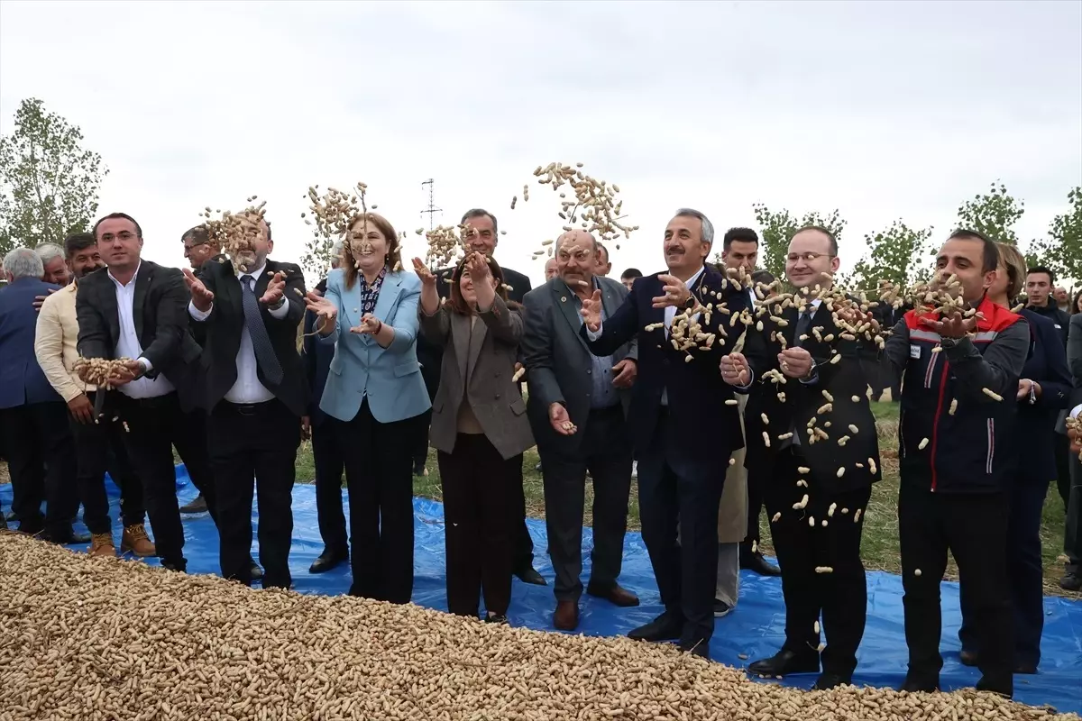 edirnede fistik festivali duzenlendi RpG4uD96.jpg