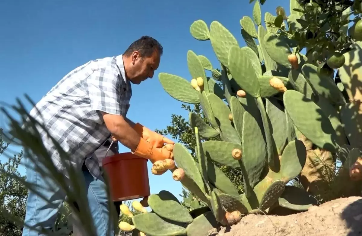 mersinde dikenli incir dondurmasi uretimi basladi 6YNt67hj.jpg