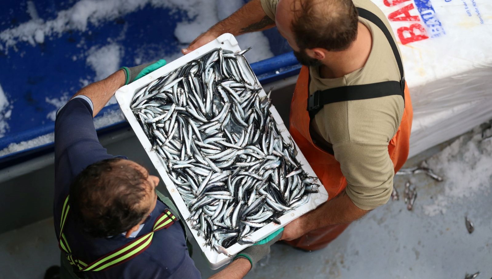 sinopta balikci tezgahlari hamsiyle doldu XSPnfO7F