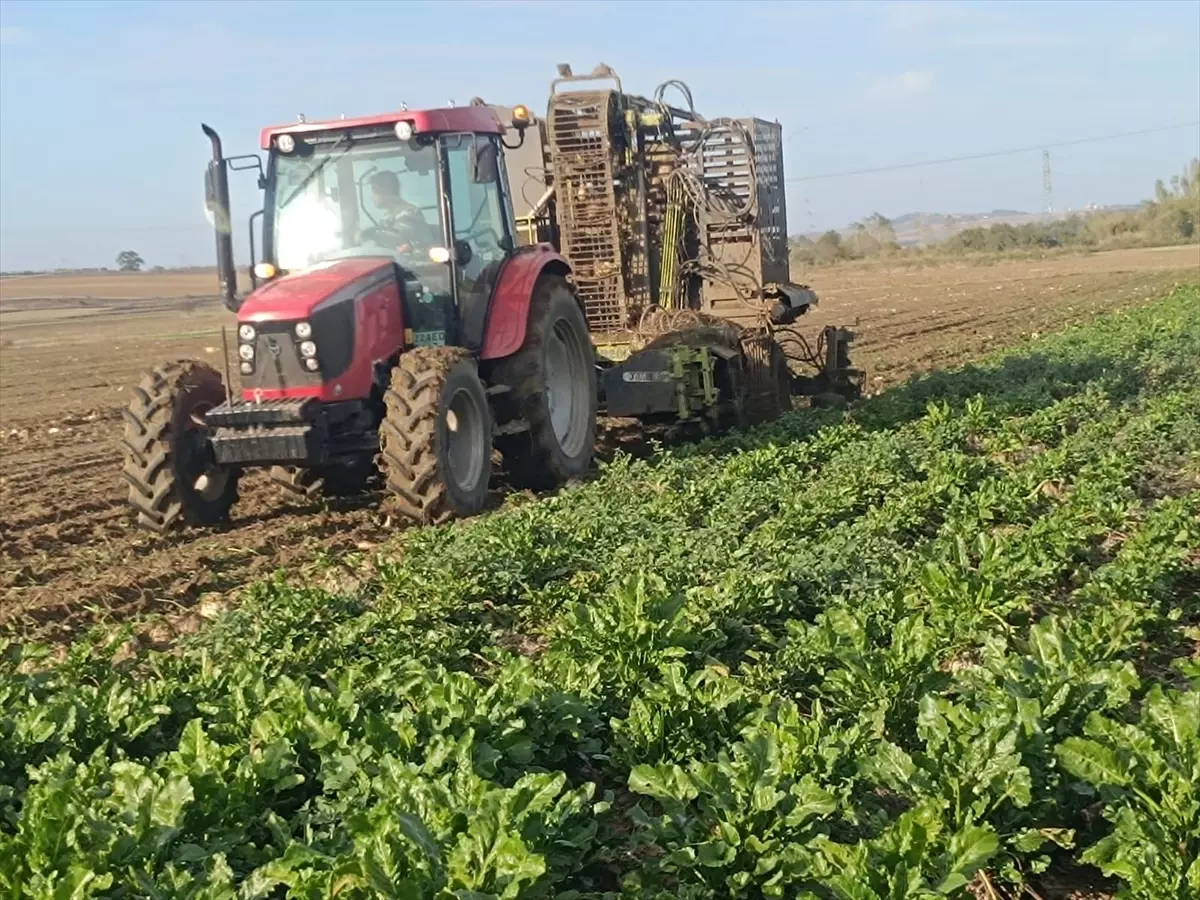 kesanda pancar hasadi devam ediyor gBwHLEvs.jpg