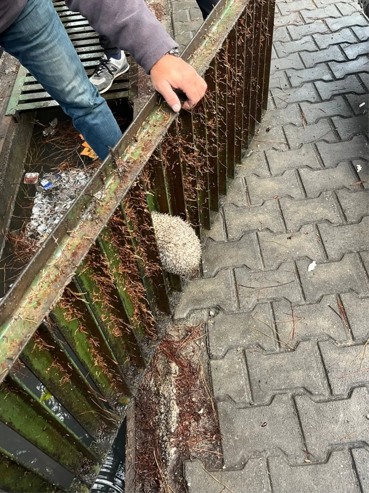 Sıkışan Kirpi İtfaiye ile Kurtarıldı