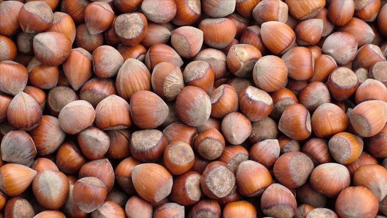 trabzonun 10 aylik findik ihracati 500 milyon dolari asti X8zcmJQn.jpg